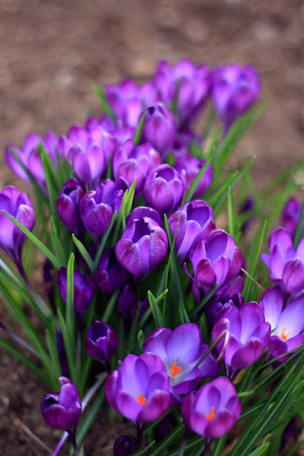  spring flowers© Annie Japaud Photography 