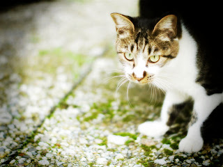 着色50 彩度80 輝度20