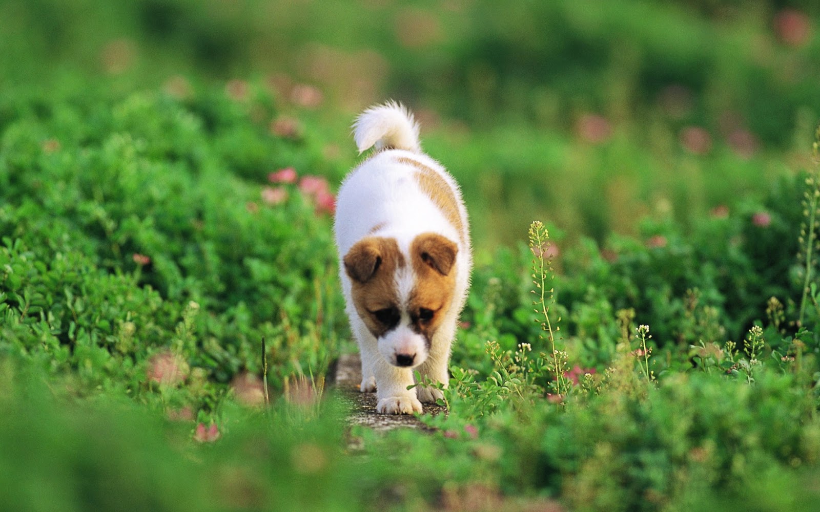 best wallpaper cute dogs hd wallpapers free download