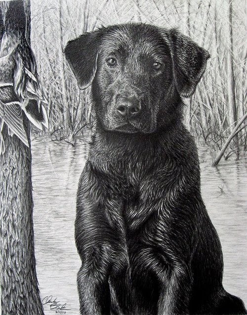 12-Charles-Black-Hyper-Realistic-Pencil-Drawings-of-Dogs-www-designstack-co