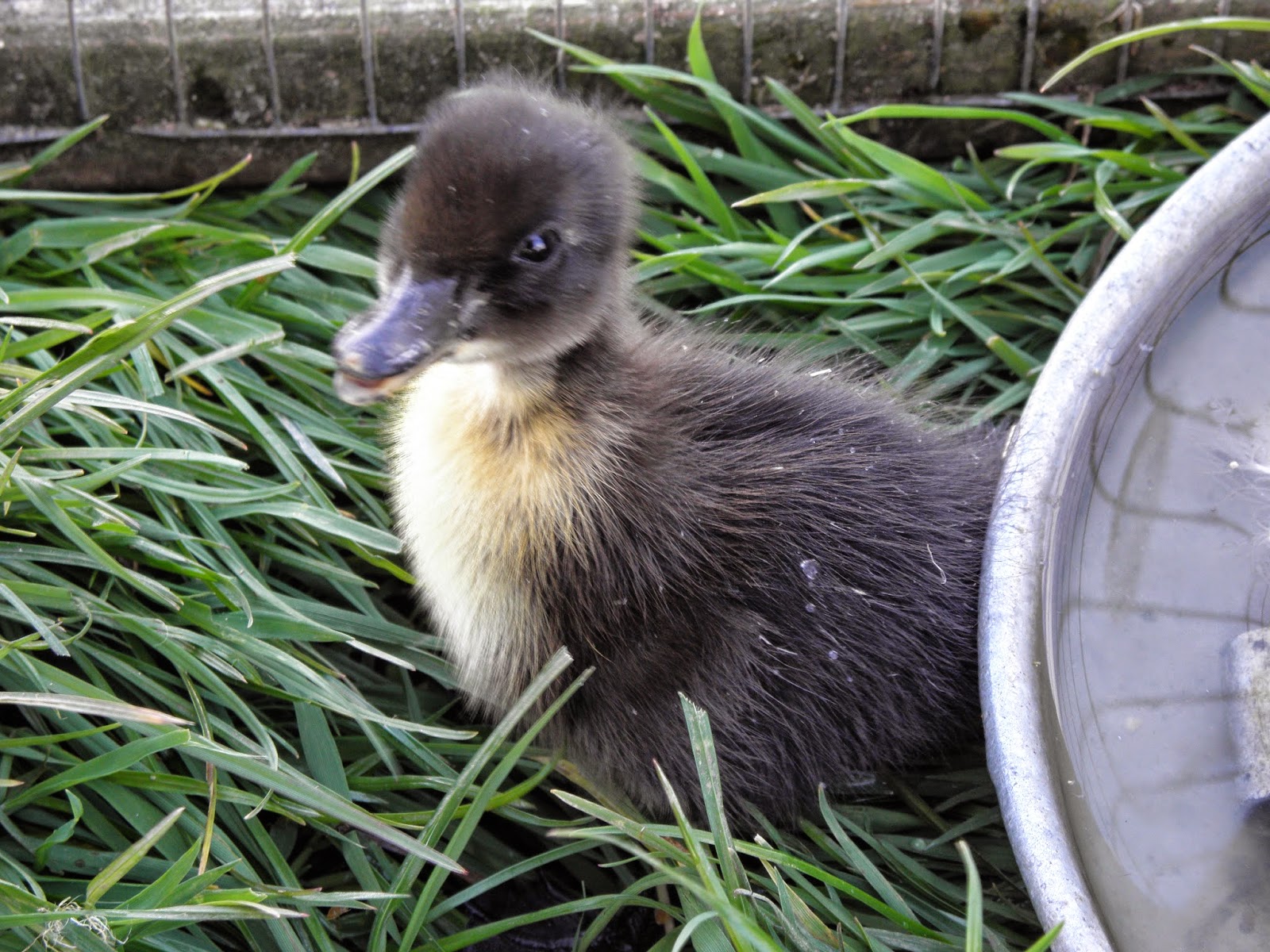 Flyte so Fancy Duck Housing Cute little Duckling