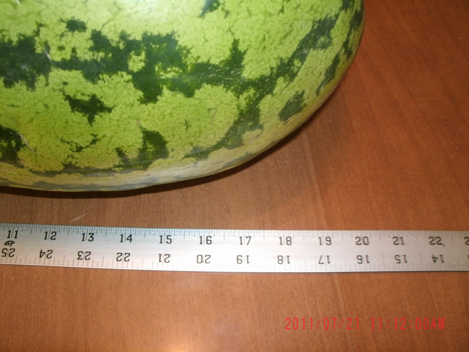Corn Allergy Aid Big Watermelon