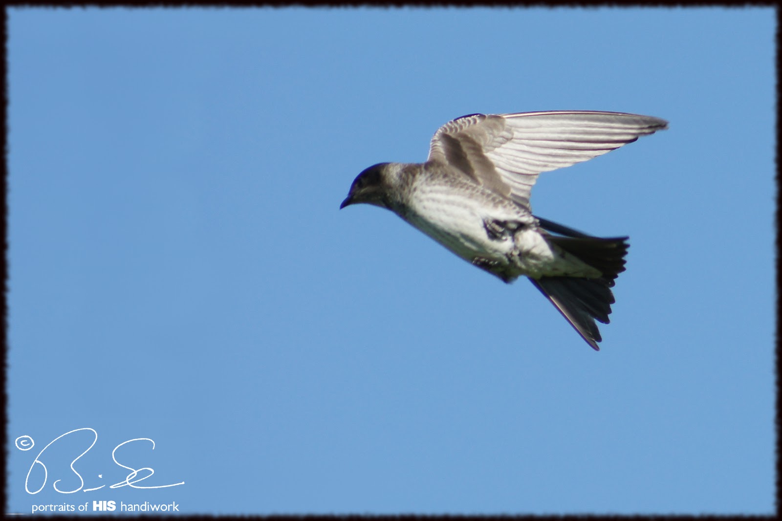 Purple Martin Female
