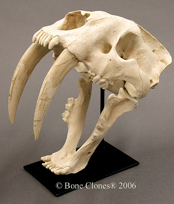 Smilodon skull craneo