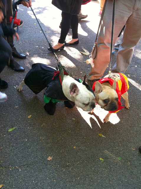 2013 Halloween Pet Parade 