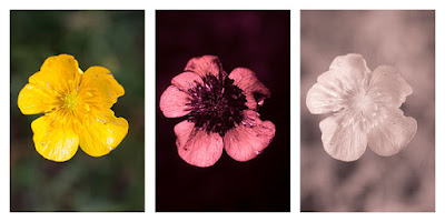 Ranunculus acris (Meadow buttercup) flower photographed in visible light (left), ultraviolet (middle), and infrared (right)