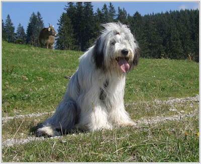Bearded Collie Dog Herding Picture
