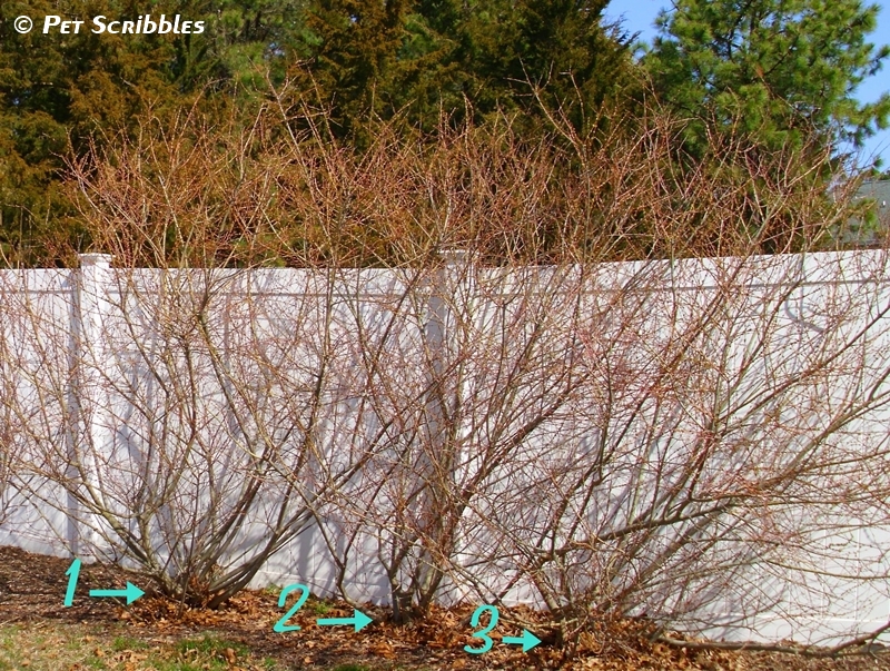 Dappled Willow Your Yard’s Wet Spot Dream!