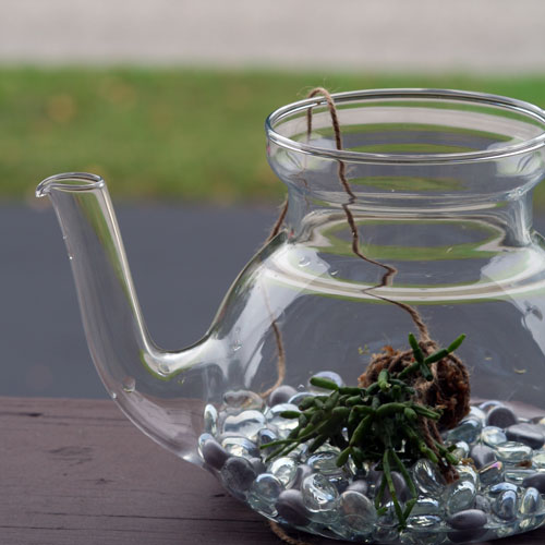 The Rainforest Garden Teabag Seed Packets and a Teapot Terrarium
