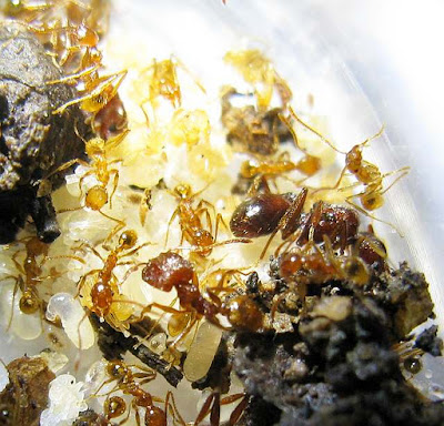 Nest of Pheidole sp showing major and minor workers, and the queen
