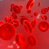 Erythrocyte in animals, erythrocyte