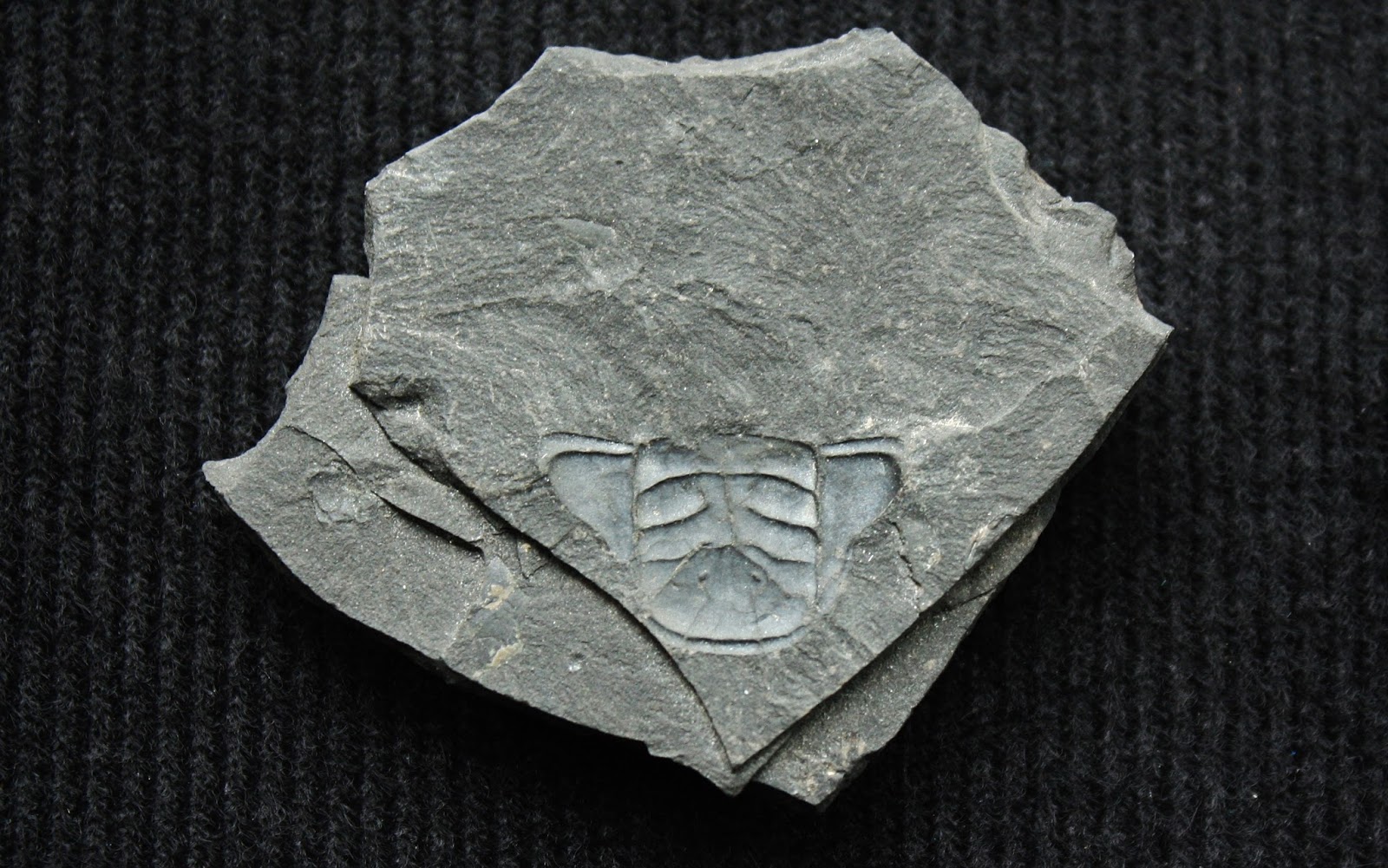 September Violets Arrowheads & Fossils