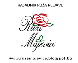 Ruže Majevice - rasadnik ruža