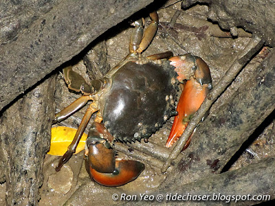 Orange Mud Crab (Scylla olivacea)