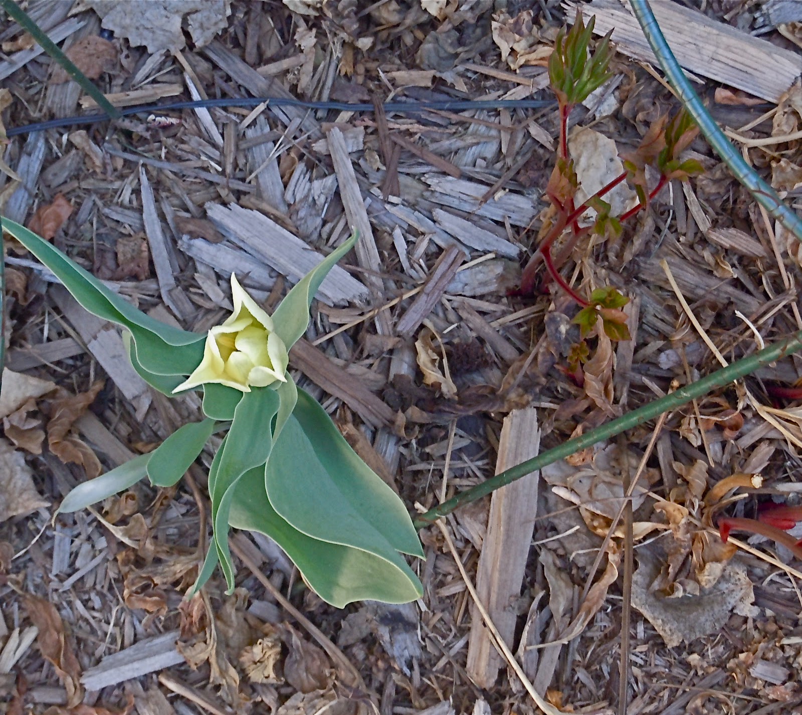Living The Gardening Life Life In The Back Garden