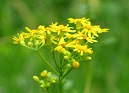 Beautiful Yellow Flowers Hd Wallpapers Download