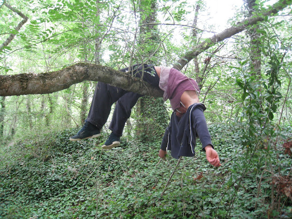 La forêt pendue à un arbre...