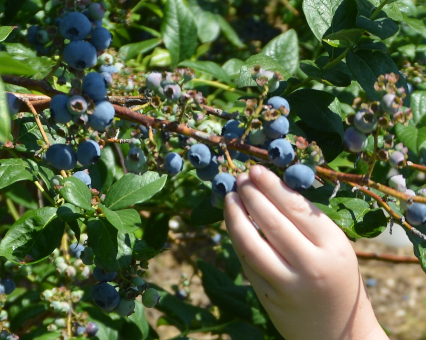 Sum Random Knowledge Go Pick Blueberries