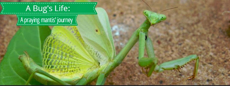 A bug's life: a praying mantis' journey