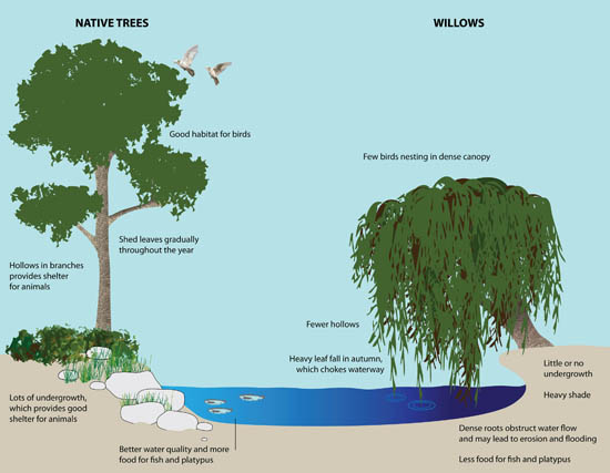 Soil Water And Tree Diagram