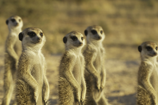meerkat_4.jpg