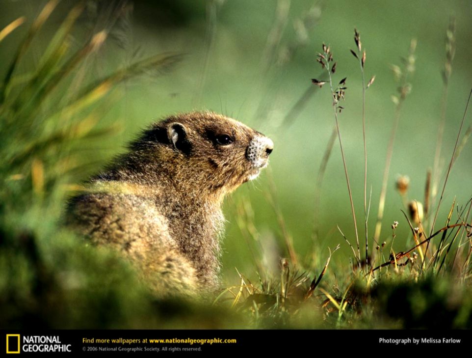 Groundhog Picture Groundhog Desktop Wallpaper Free Wallpapers Groundhog Picture Groundhog Desktop Wallpaper Free Wallpapers