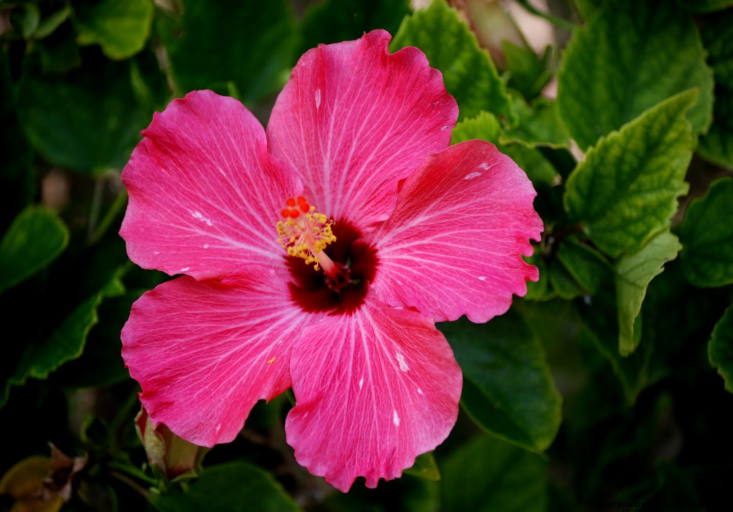 908178 tropical flowers 908178 tropical flowers