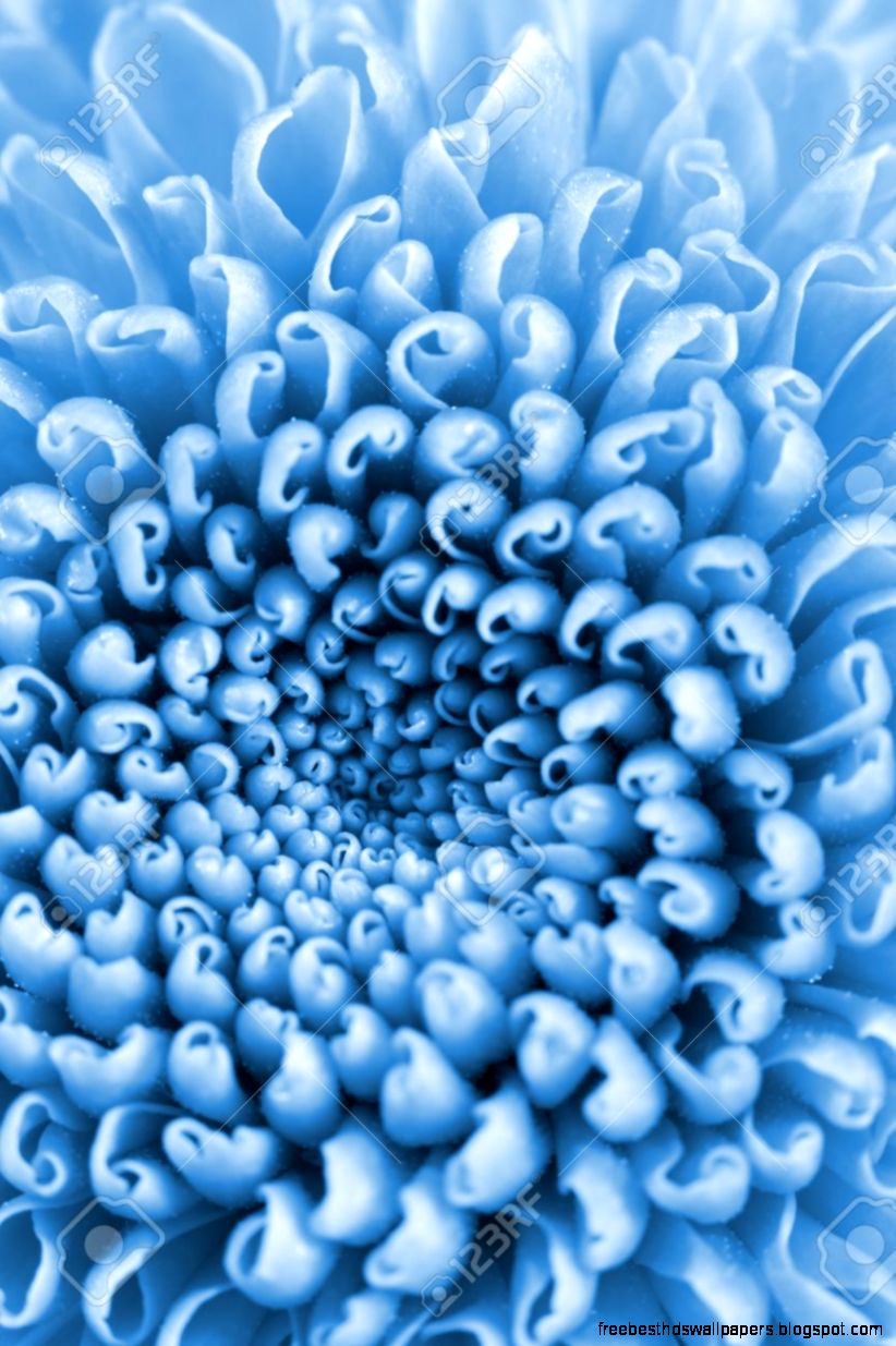 Abstract Blue Leaves Of A Small Flower Plant Super Macro Abstract Blue Leaves Of A Small Flower Plant Super Macro