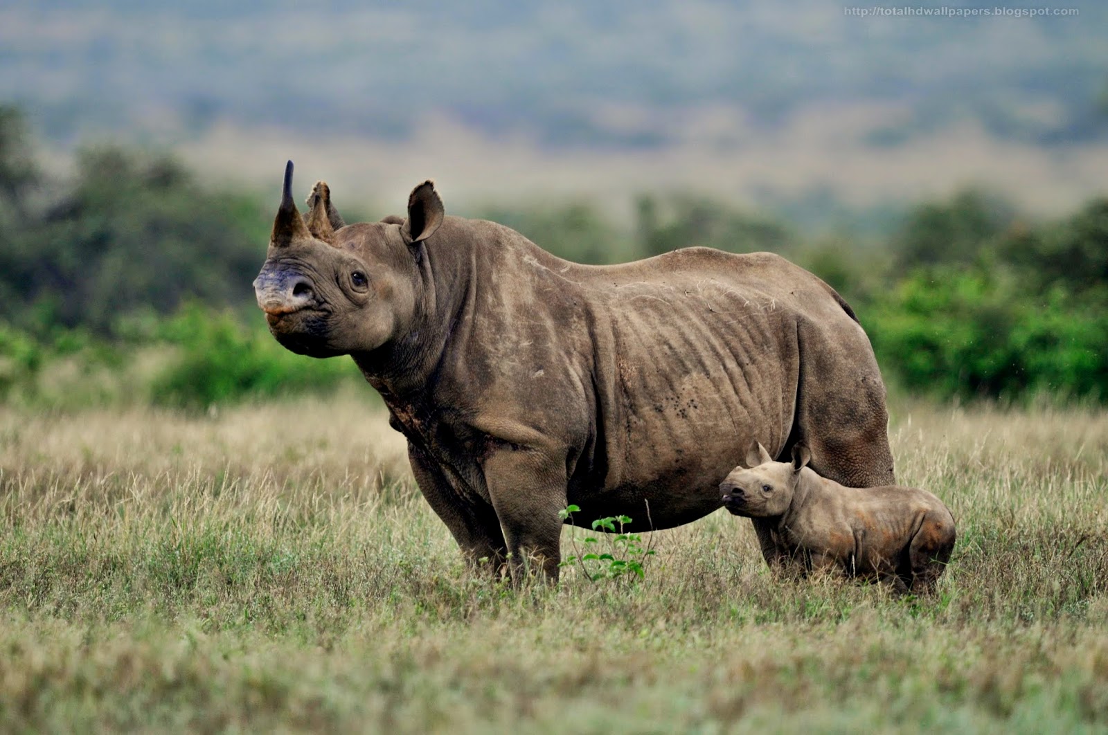 Beautiful Wallpapers for Desktop Black Rhinoceros HD Wallpapers