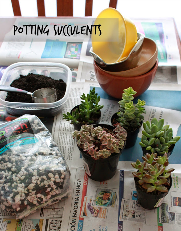 Annie's City Kitchen DIY Potting Succulents