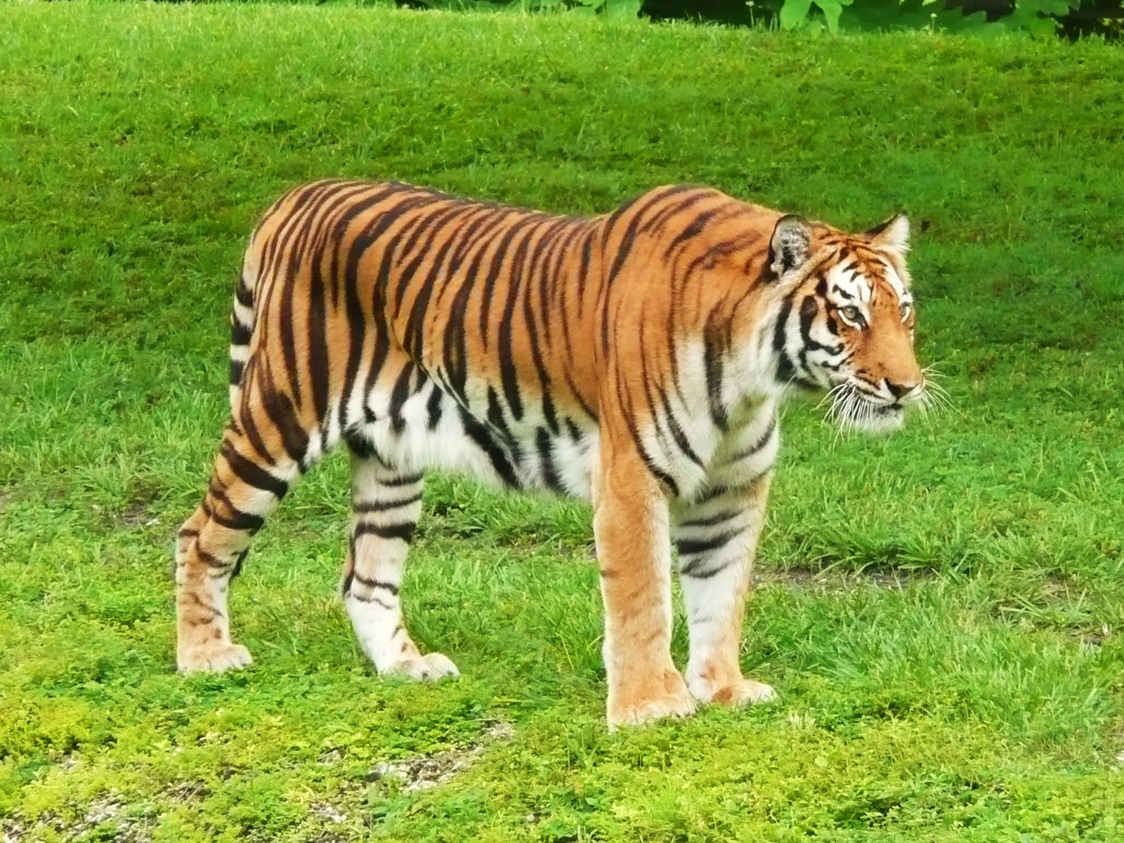 True Colors of India: Royal Bengal Tiger