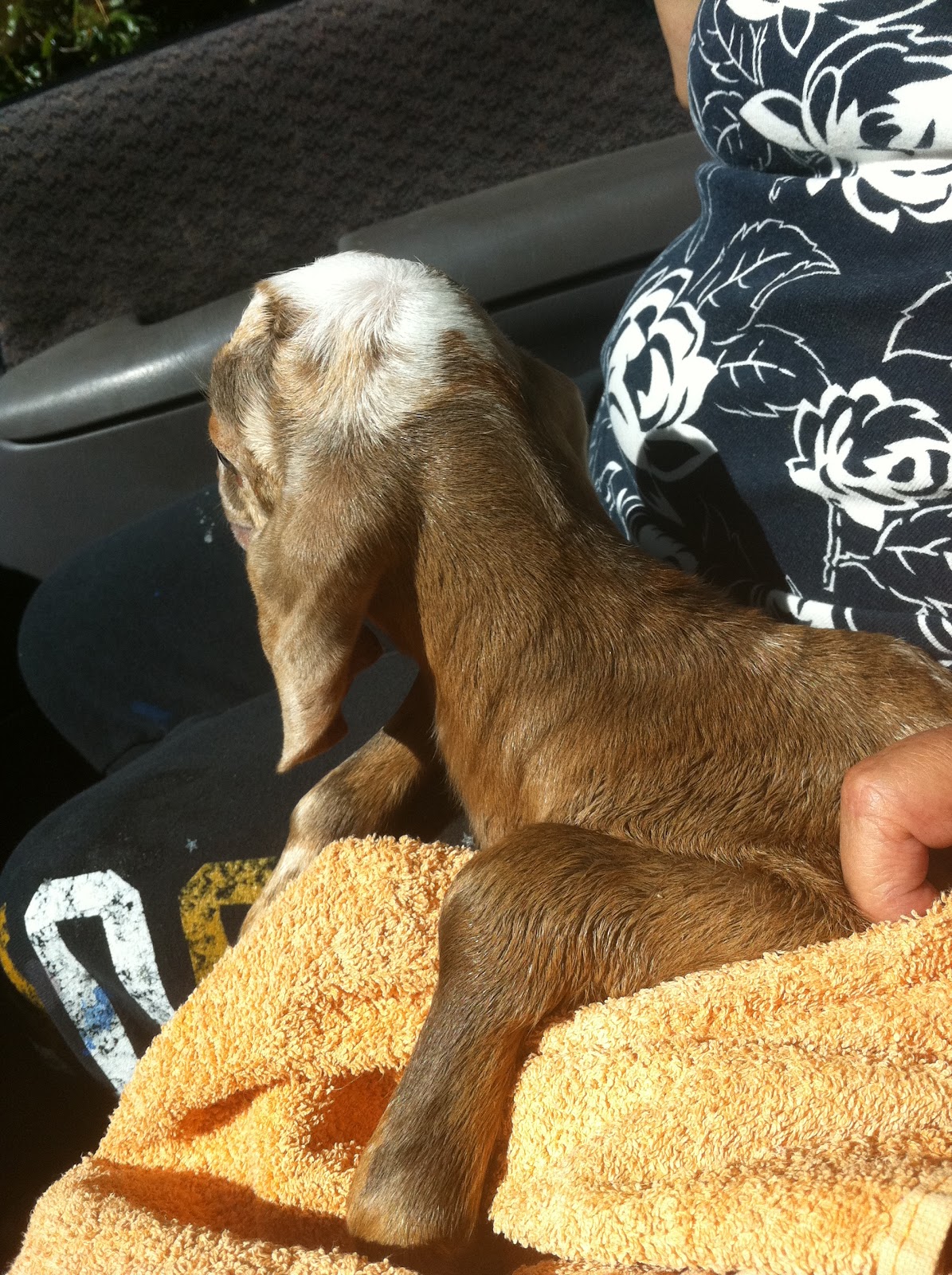 Country Life Baby Goat and Joint Disease