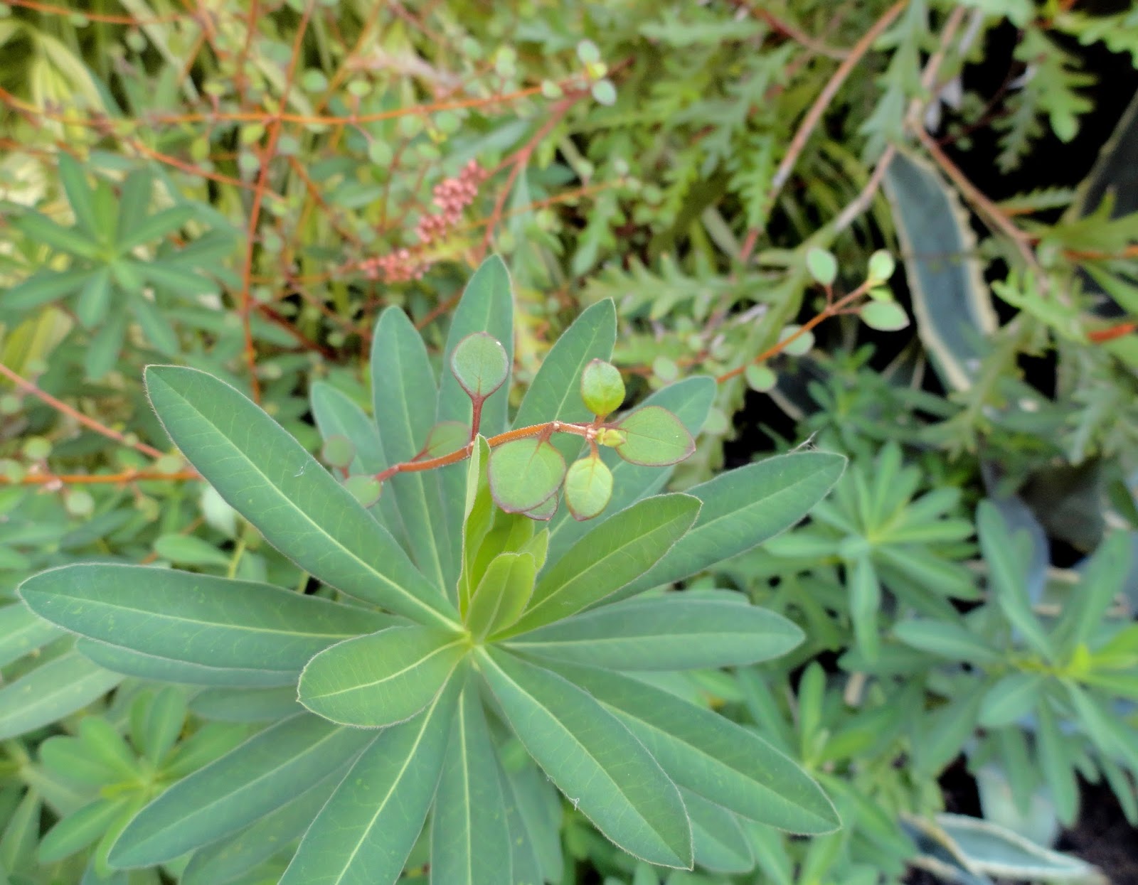 Against The Odds Cotoneaster Horizontalis
