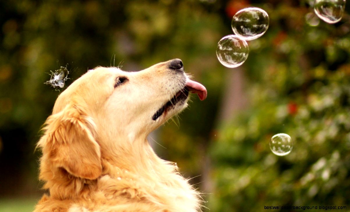 Gentle Labrador Retriever Wallpaper 7 - Animal Wallpapers Free Gentle Labrador Retriever Wallpaper 7 - Animal Wallpapers Free