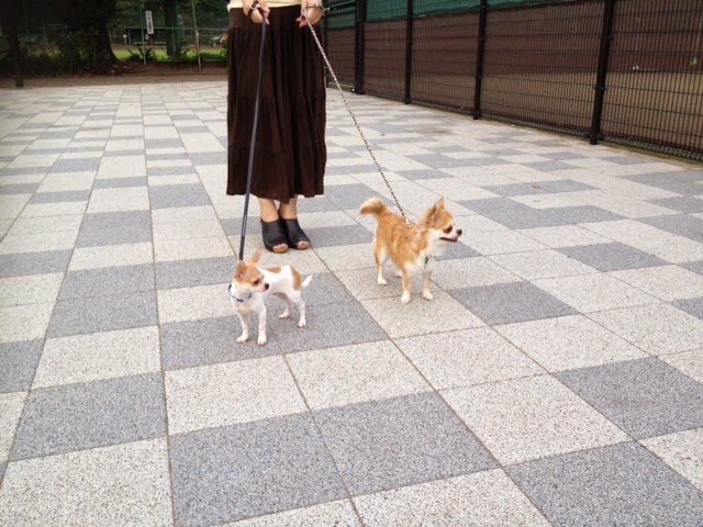 チワワダイアリー スムースコートチワワの仔犬散歩デビュー3回目