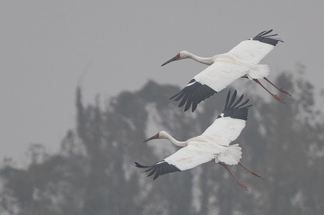 South-east China with Birdquest - November 2016