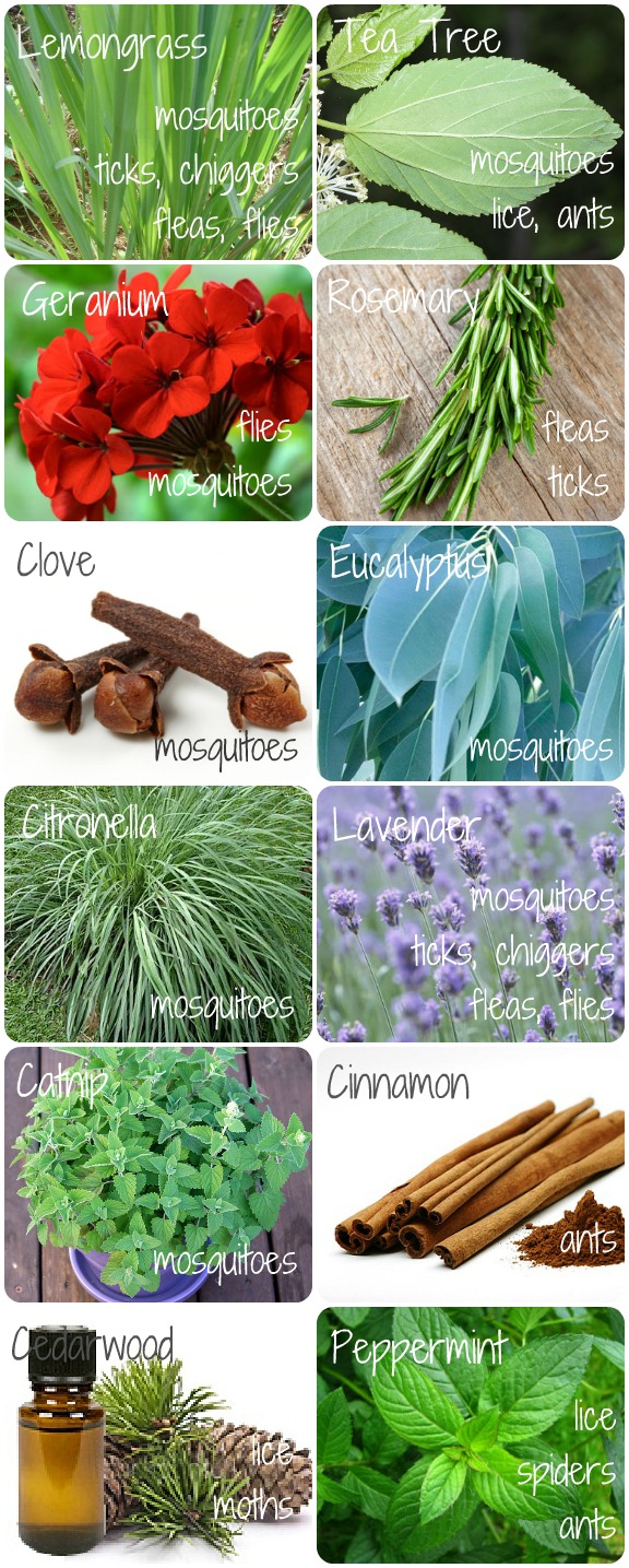 indigo 26 DIY Natural Bug Repellents for Your Body