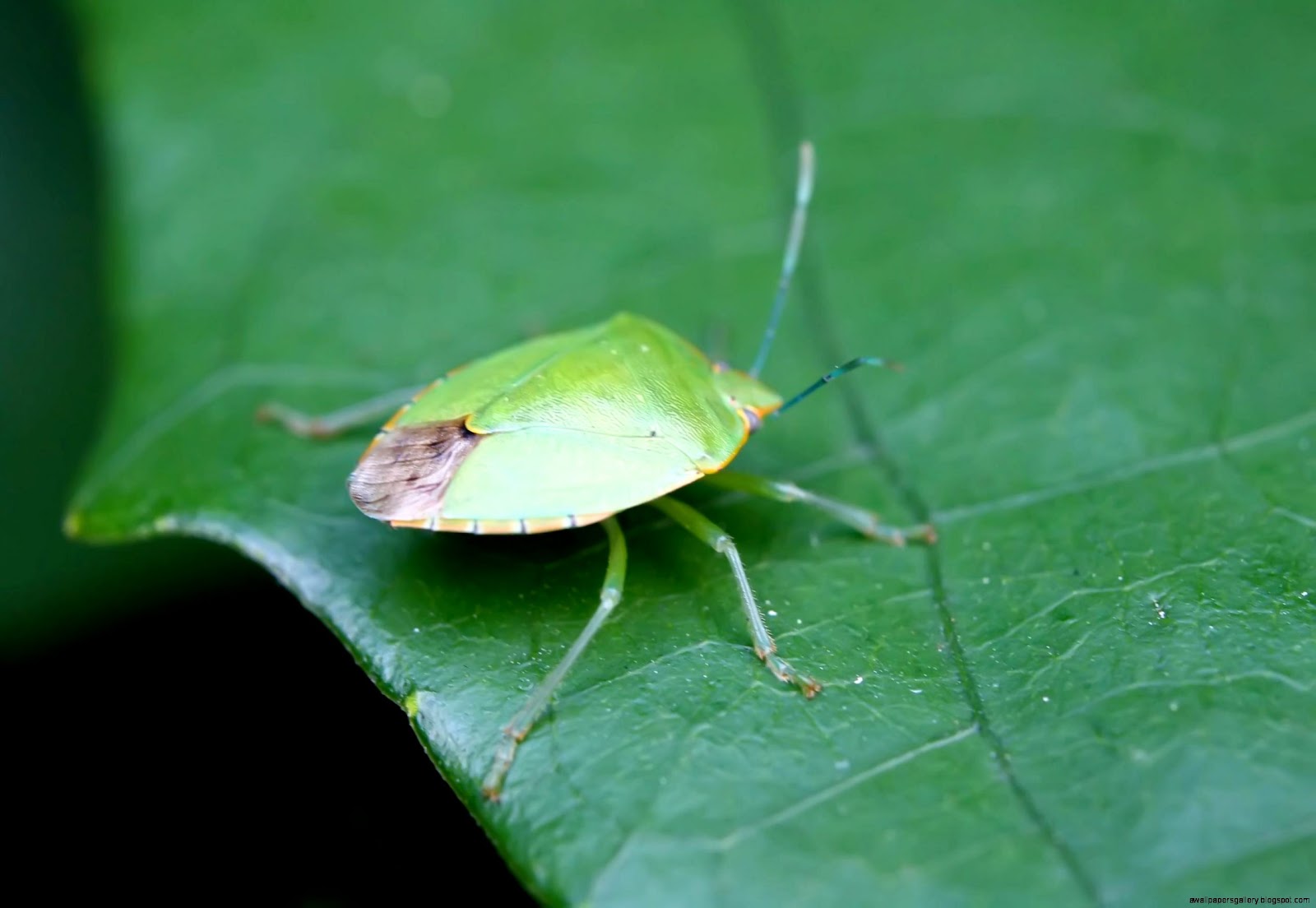 Insects | Wallpapers Gallery