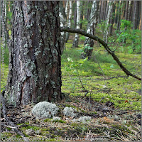 Cladonia rangiferina habitat - Chrobotek reniferowy środowisko