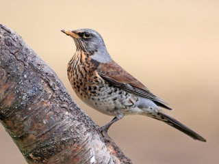 Fieldfare