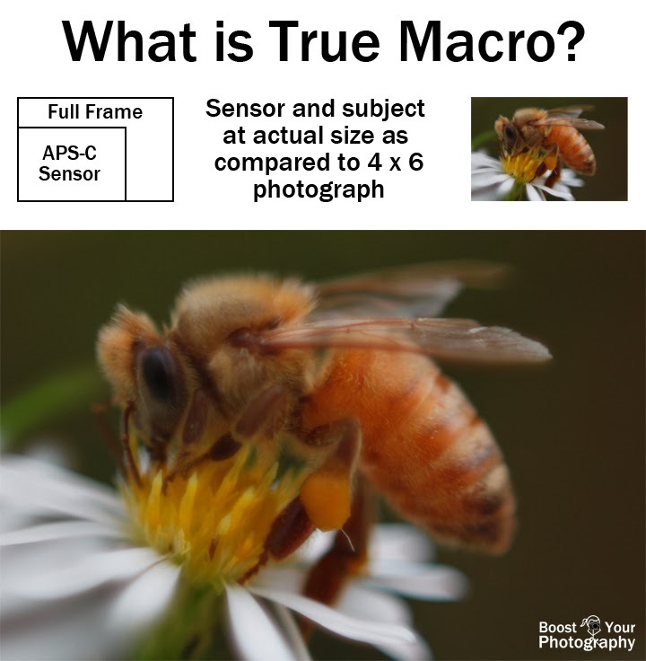 What is True Macro Photography? | Boost Your Photography