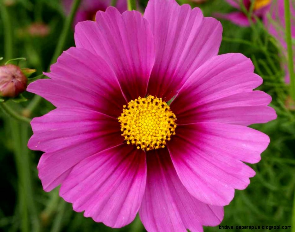 Cosmos Seeds For Sale Buy Cosmos Seed in BulkPacket Cosmos Seeds For Sale Buy Cosmos Seed in BulkPacket