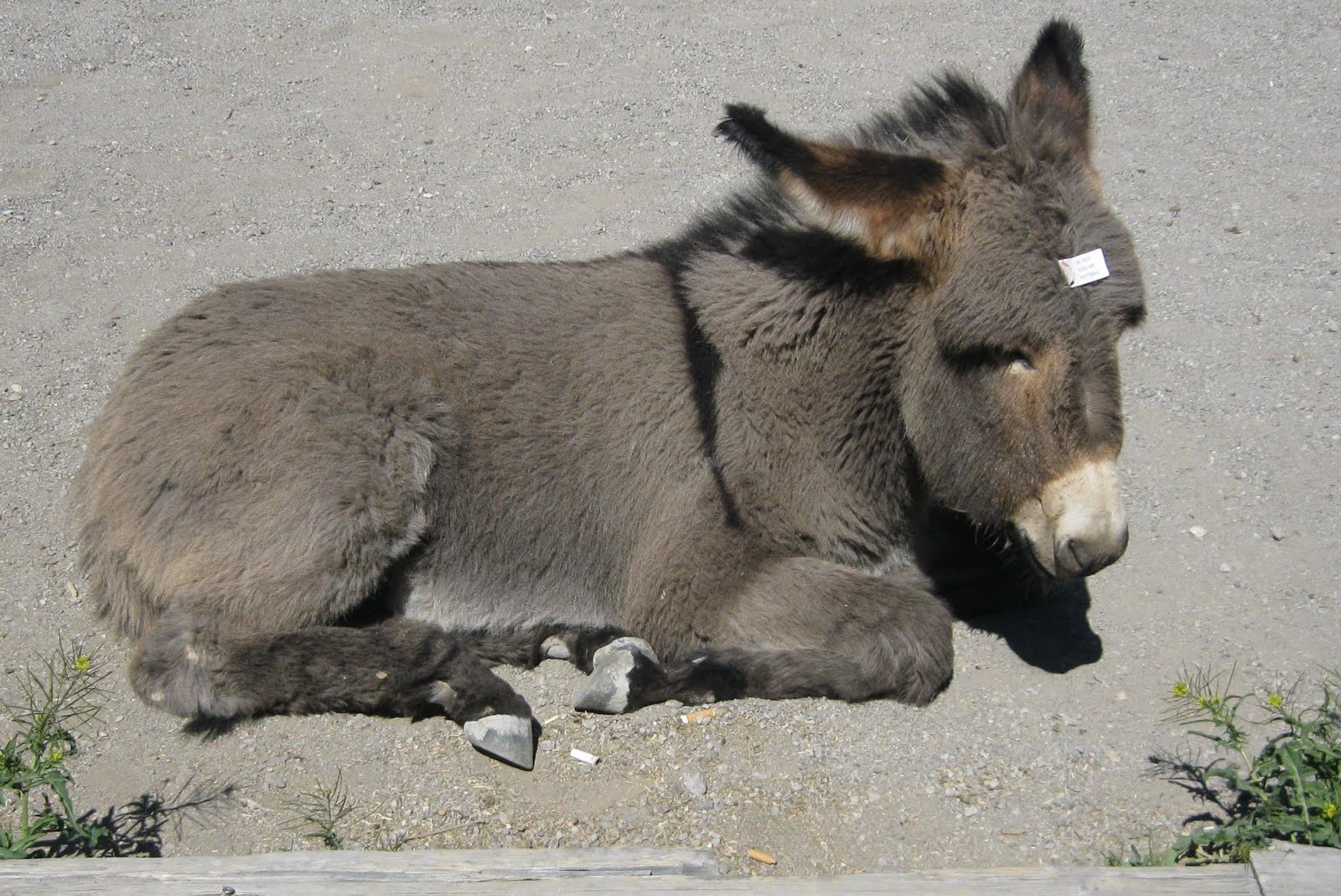 Oatman