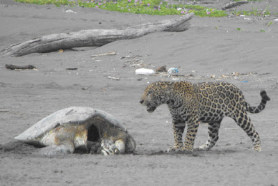 Species New to Science   Mammalogy     2012  Jaguar Panthera onca
