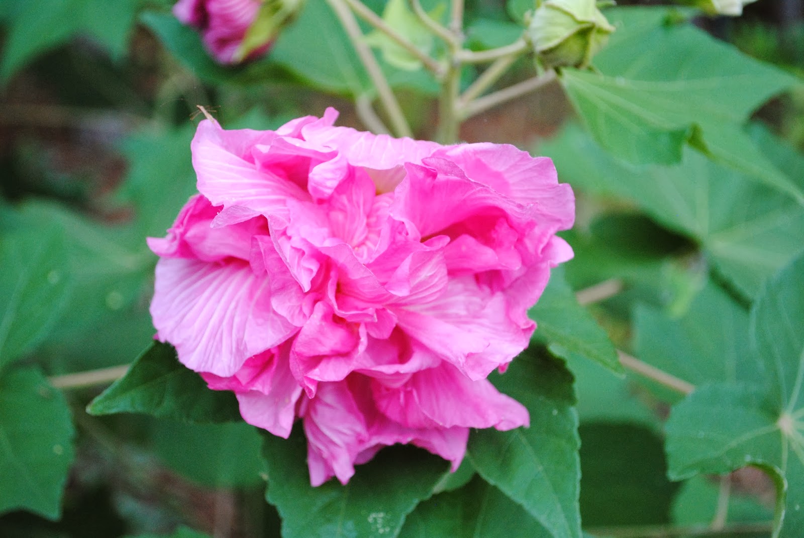 Brambly Pines Confederate Rose