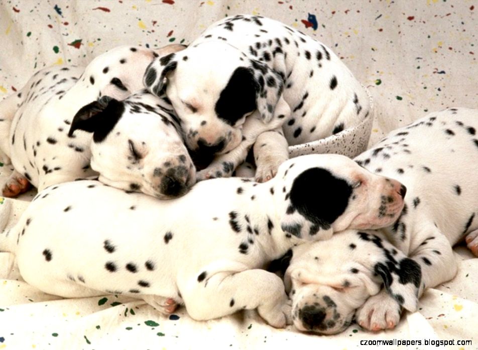 Dalmatian Dog Puppy Lovely Picture 6947 Dalmatian Dog Puppy Lovely Picture 6947