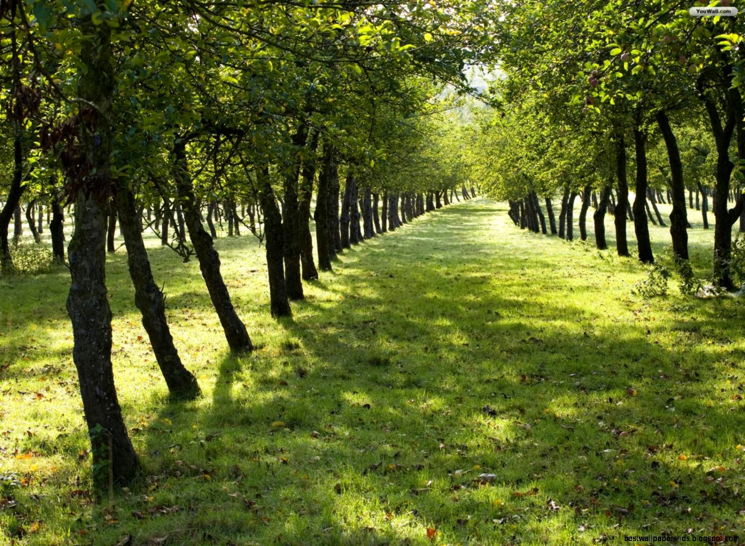 Free Tree Desktop Wallpaper Free Tree Desktop Wallpaper