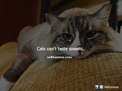Cats Can't Taste Sweets