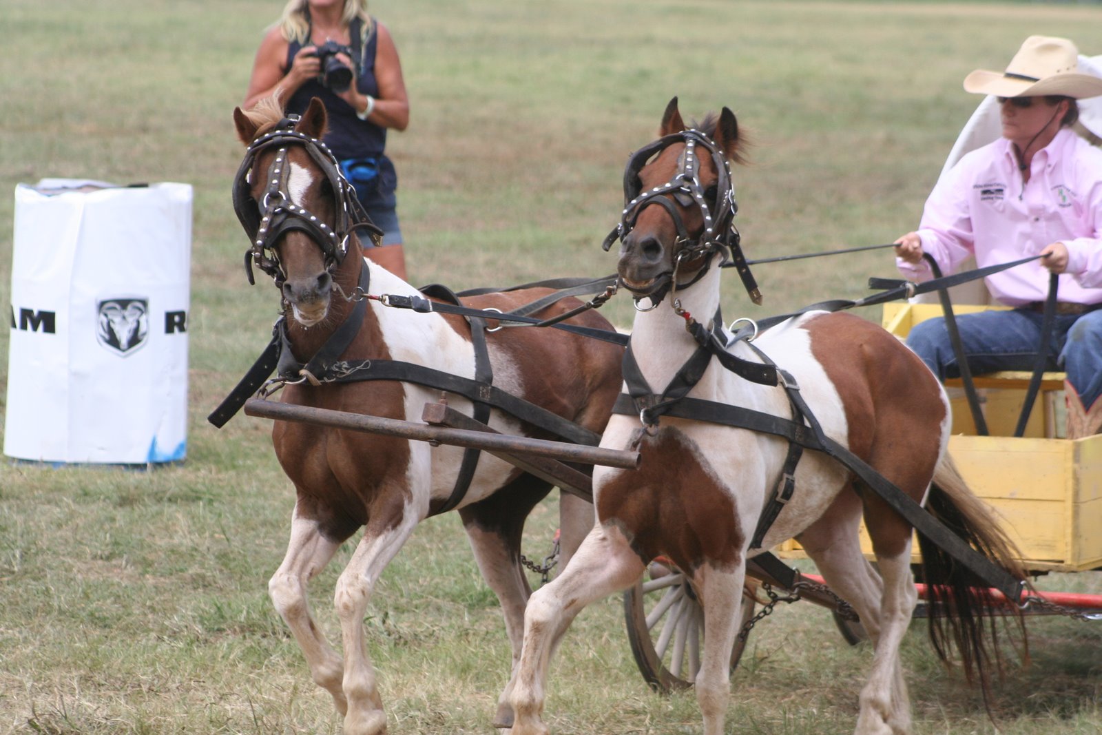 PairADice Mules National Champion Chuckwagon Races Oklahoma Land Rush