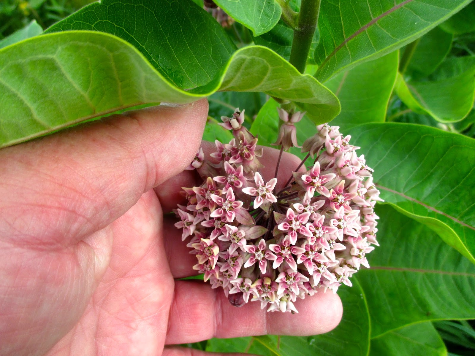 Art's Bayfield Almanac COMMON MILKWEED AND MULLEIN ARE BLOOMING